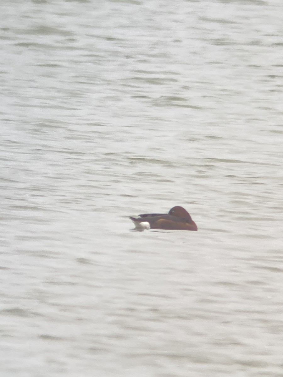 Ferruginous Duck - ML645963863