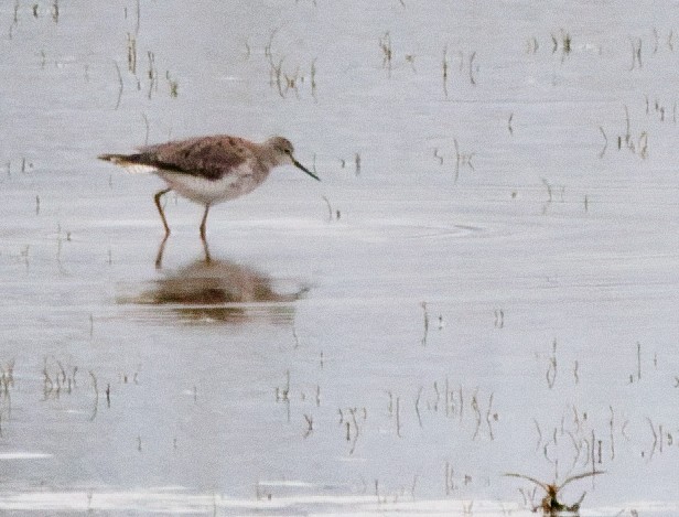Lesser Yellowlegs - ML645963864