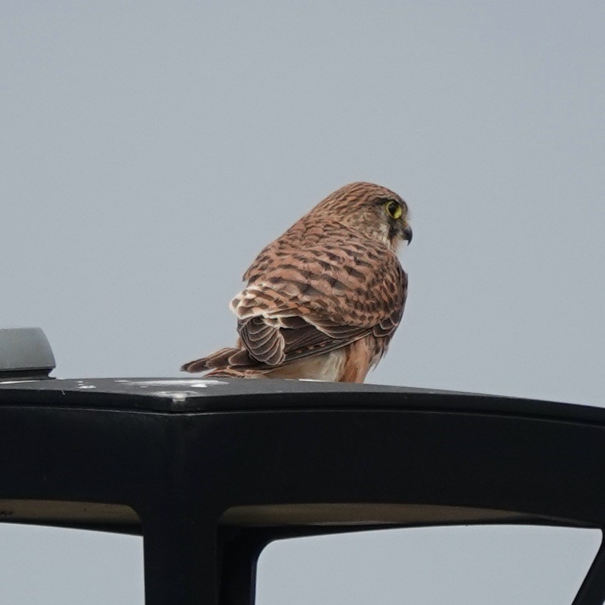 Eurasian Kestrel (Canary Is.) - ML645963874