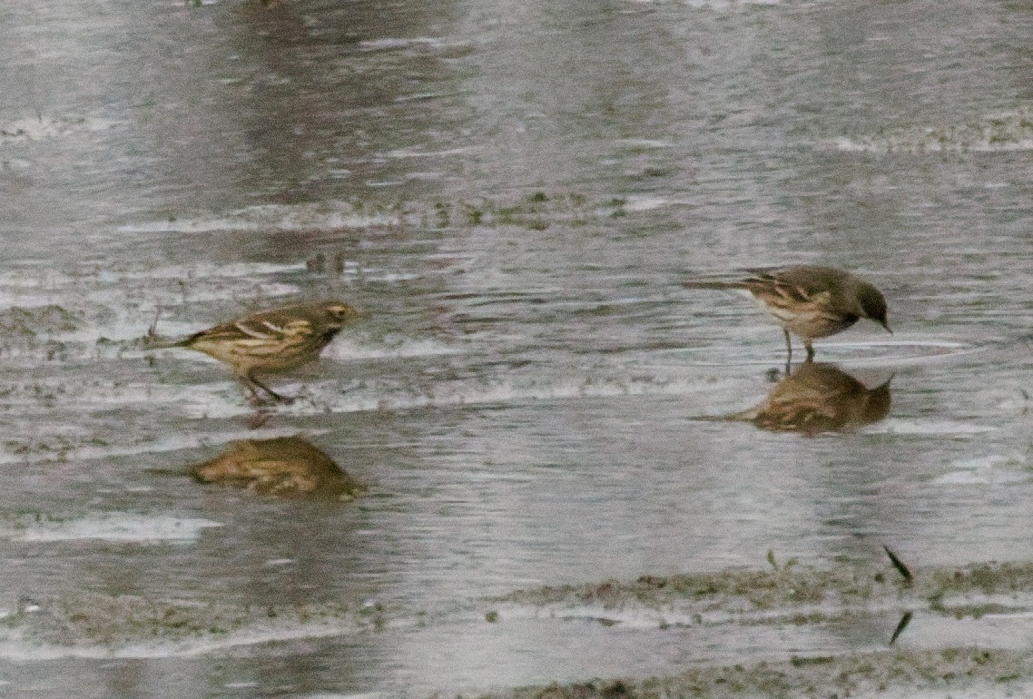 American Pipit - ML645963876