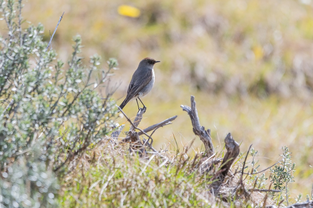 Maskengrundtyrann - ML645963879