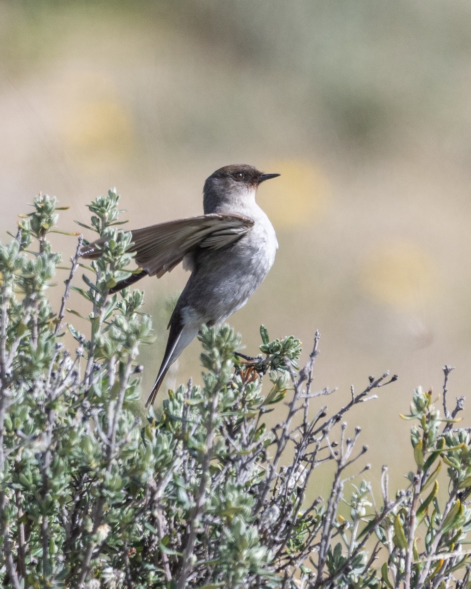 Maskengrundtyrann - ML645963880