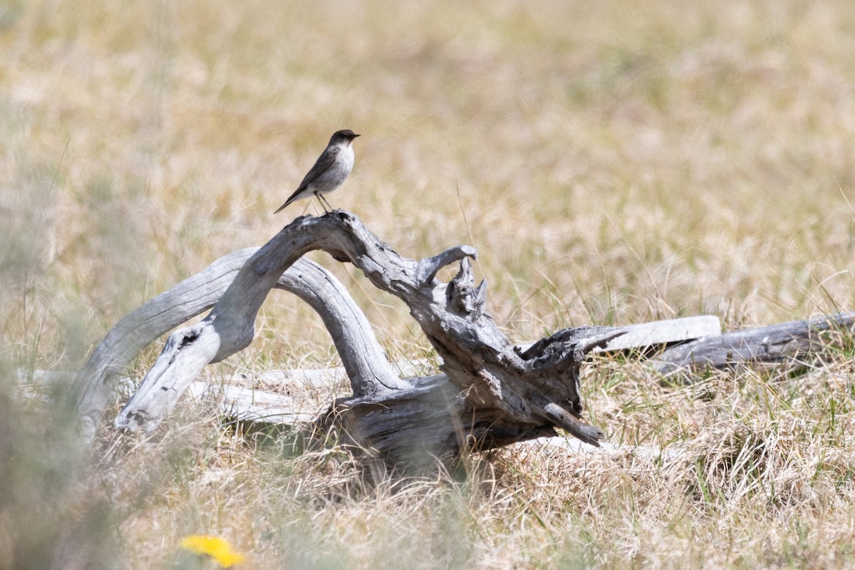 Maskengrundtyrann - ML645963881