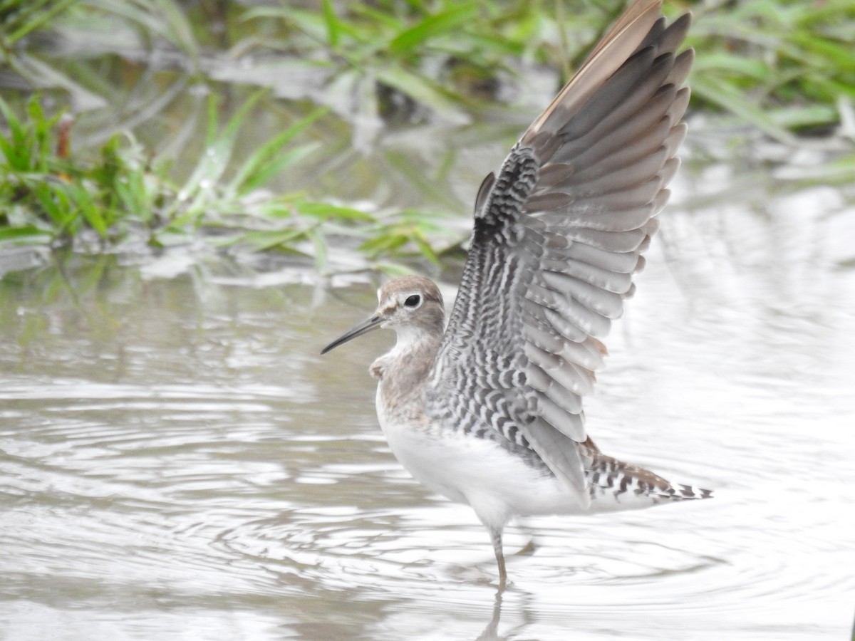 Solitary Sandpiper - ML645963882