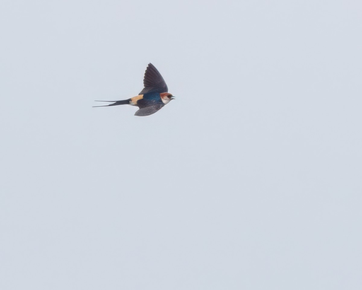 Greater Striped Swallow - ML645963889