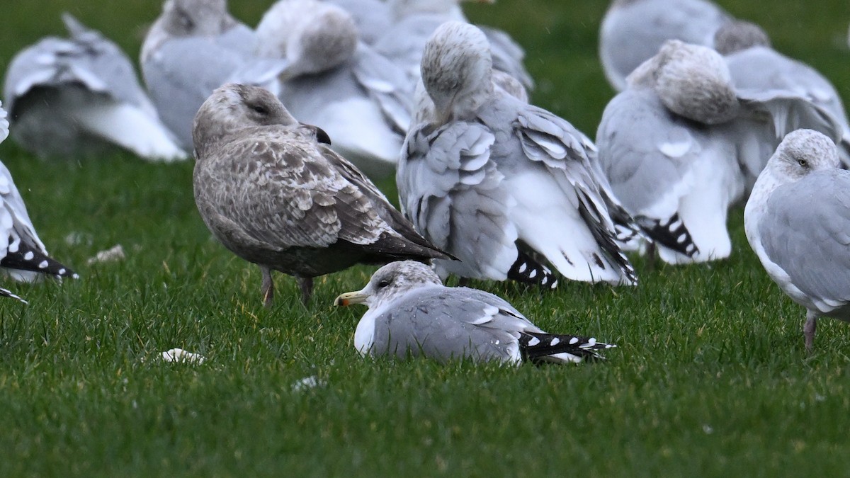 カリフォルニアカモメ - ML645963902