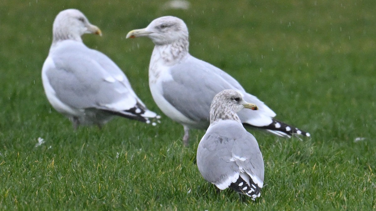 カリフォルニアカモメ - ML645963904