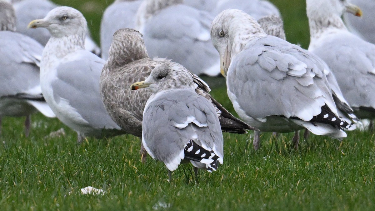 カリフォルニアカモメ - ML645963905