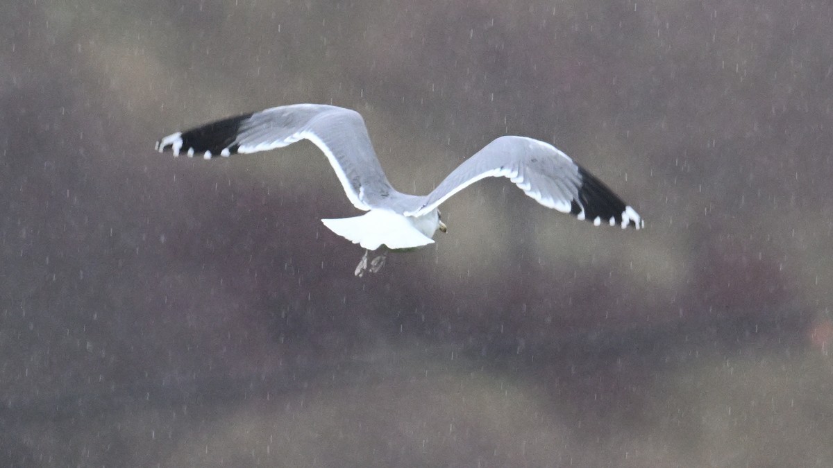 カリフォルニアカモメ - ML645963906