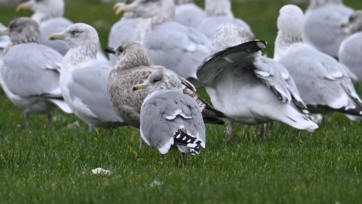 カリフォルニアカモメ - ML645963908