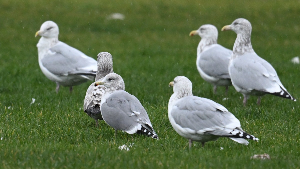 カリフォルニアカモメ - ML645963909