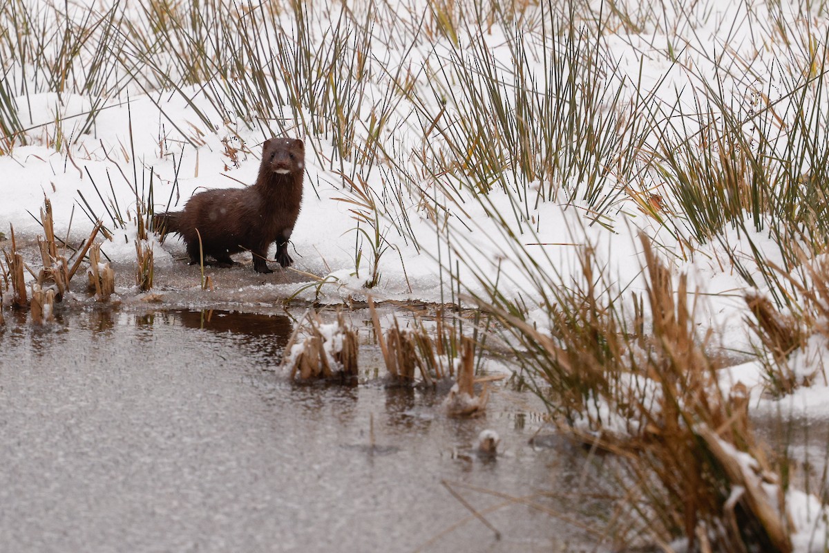 American Mink - ML645963910