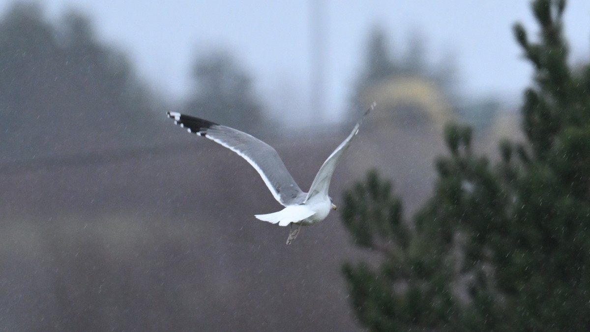 カリフォルニアカモメ - ML645963911