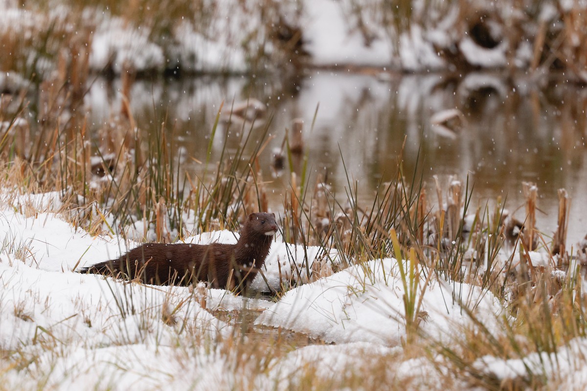 American Mink - ML645963912
