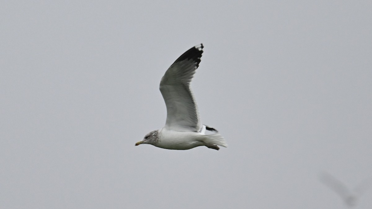 カリフォルニアカモメ - ML645963913