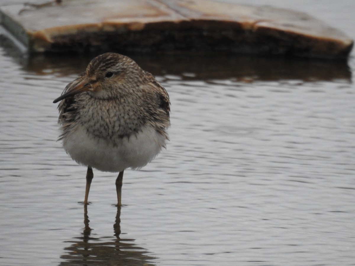 Pectoral Sandpiper - ML645963921