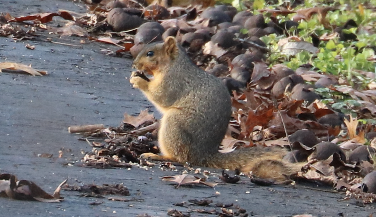 Eastern Fox Squirrel - ML645963923
