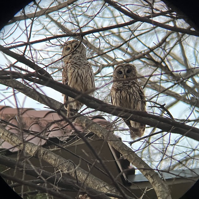 Barred Owl - ML645963926