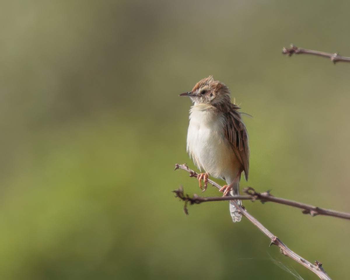 Kalaharizistensänger - ML645963927