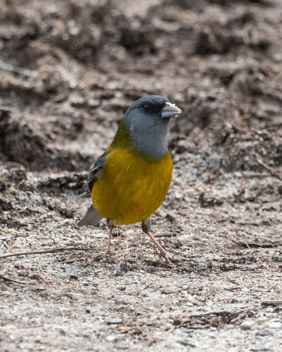 Patagonian Sierra Finch - ML645963928