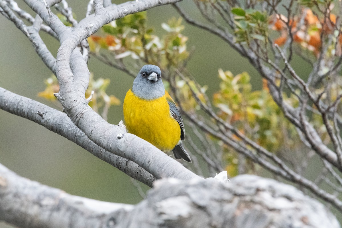Patagonian Sierra Finch - ML645963929