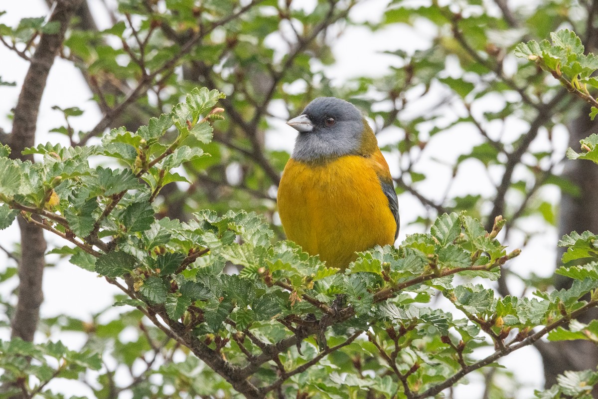 Patagonian Sierra Finch - ML645963930