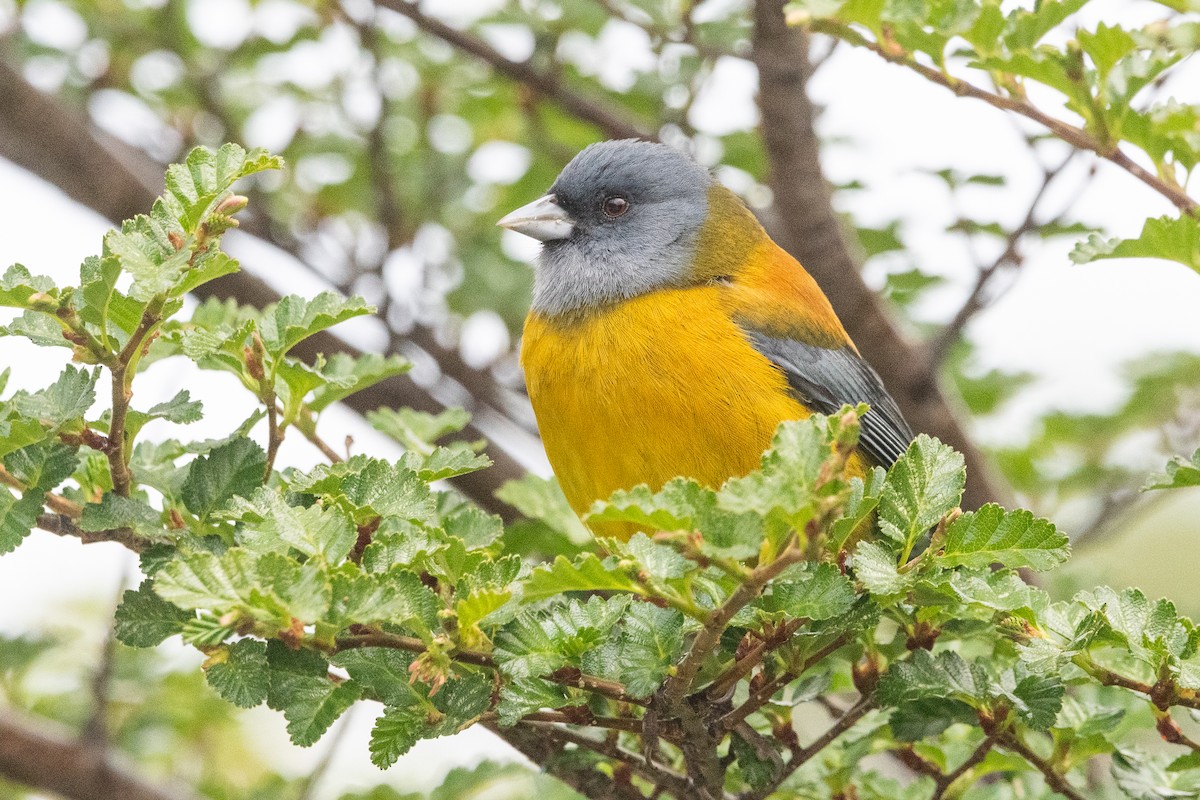 Patagonian Sierra Finch - ML645963931