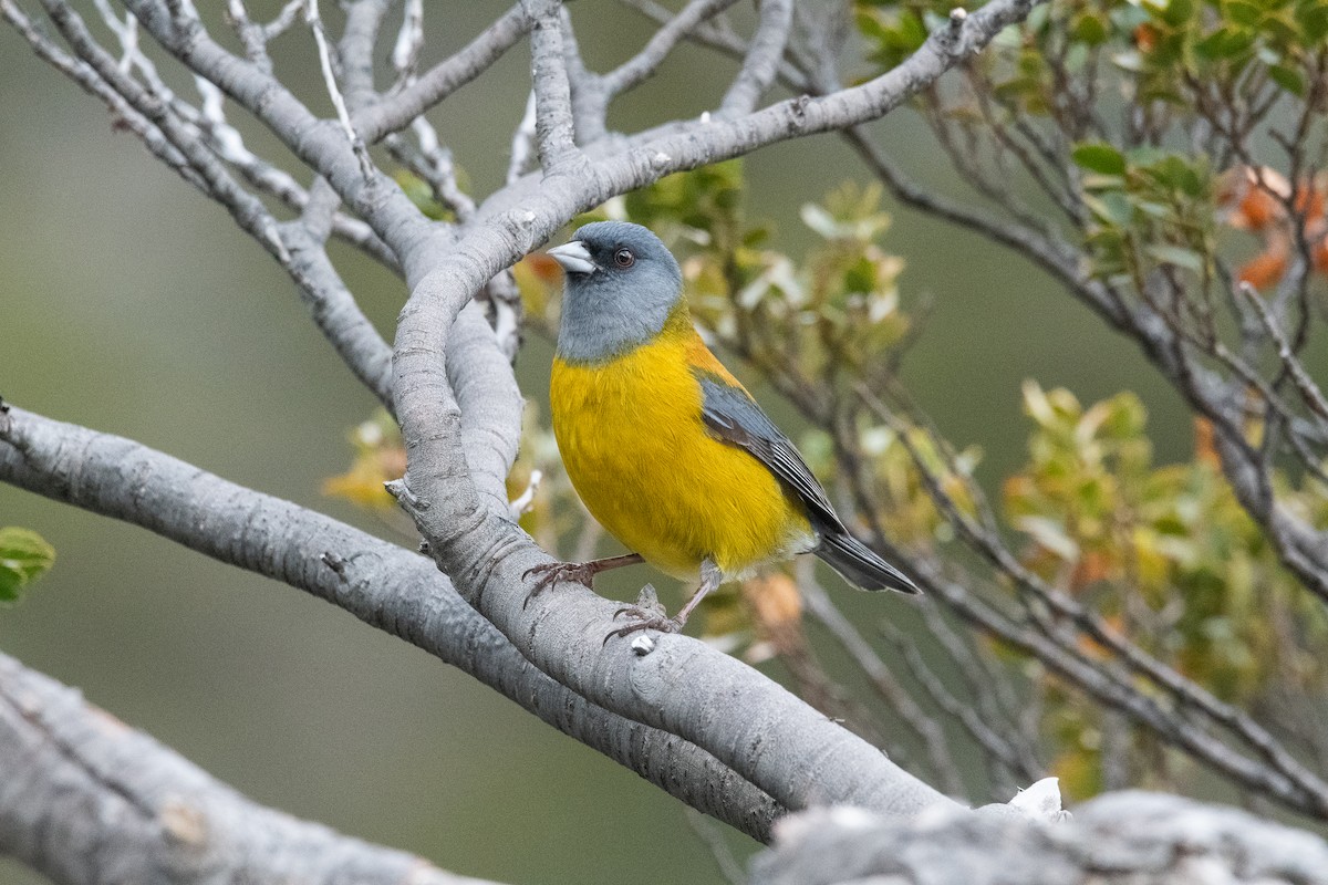 Patagonian Sierra Finch - ML645963932