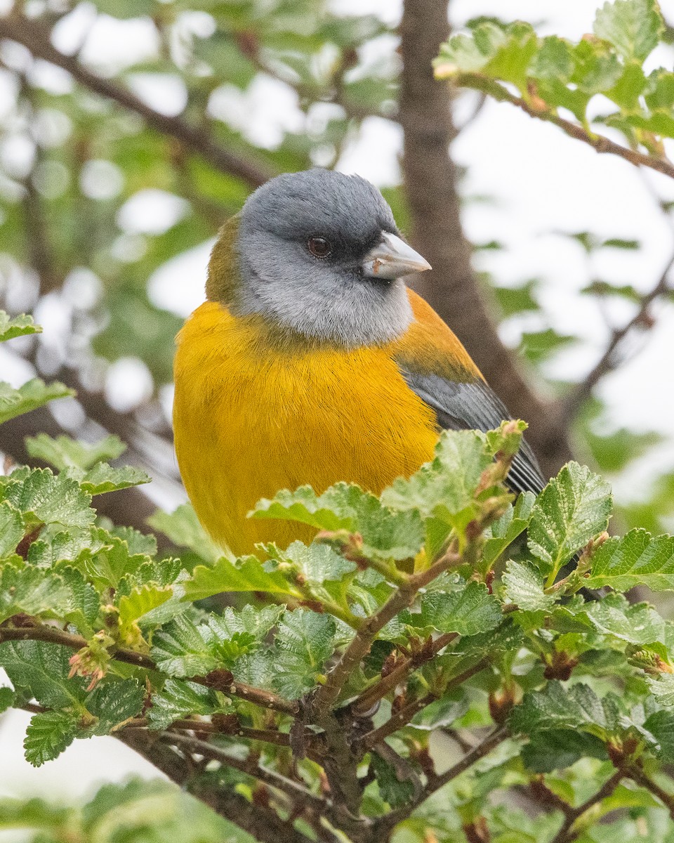 Patagonian Sierra Finch - ML645963933