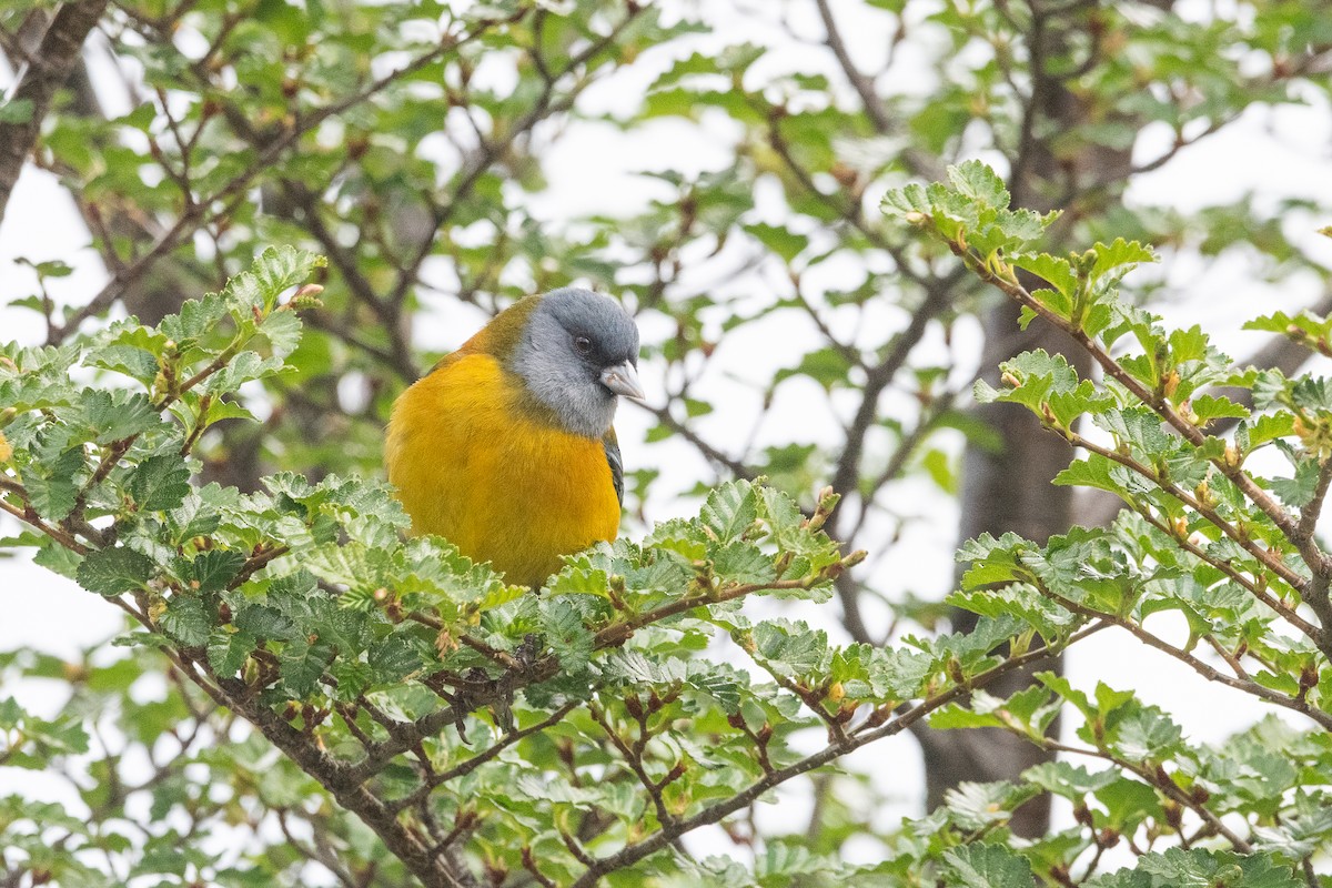 Patagonian Sierra Finch - ML645963934