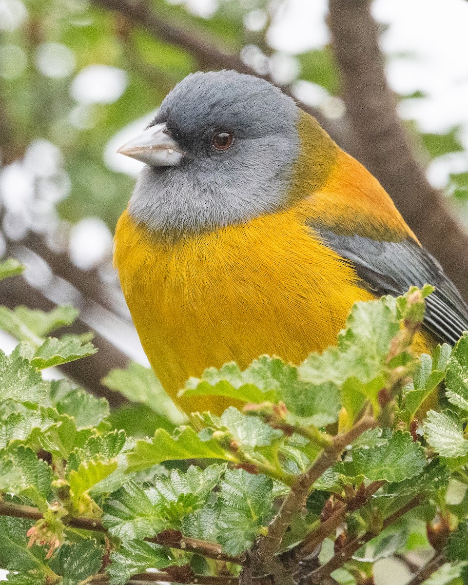 Patagonian Sierra Finch - ML645963935