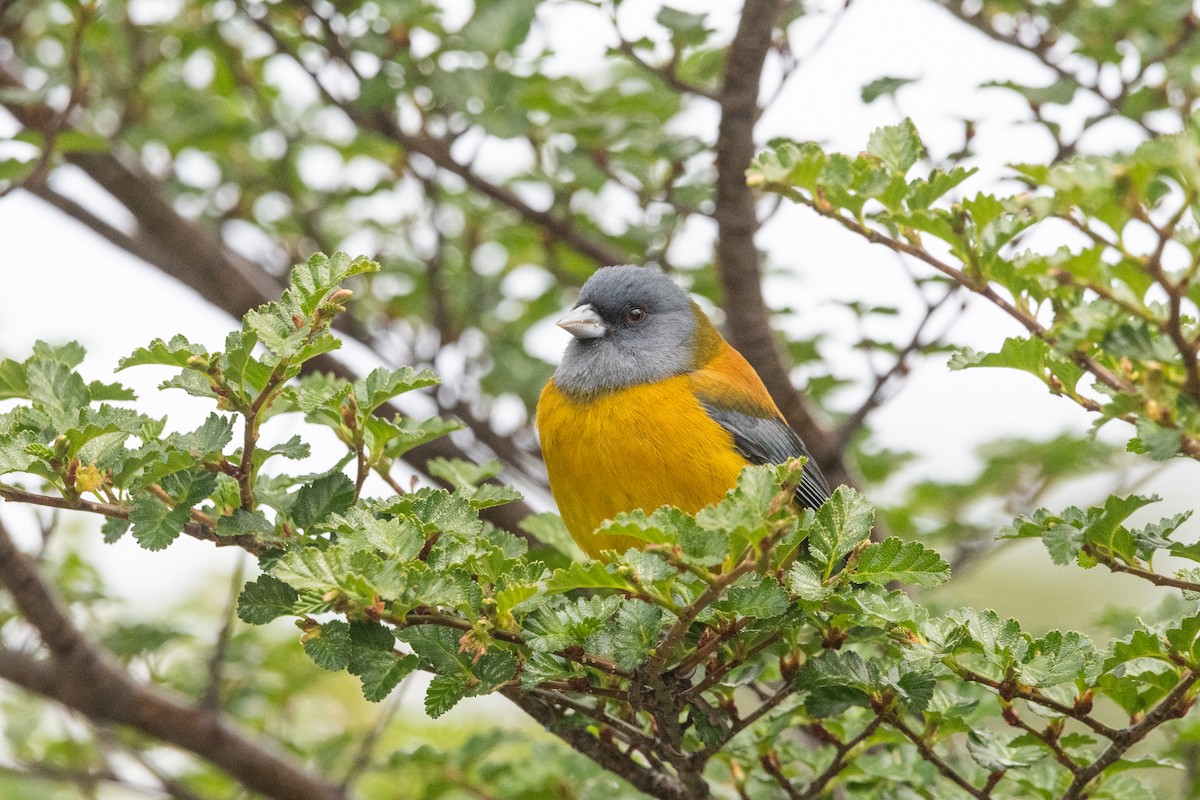 Patagonian Sierra Finch - ML645963936