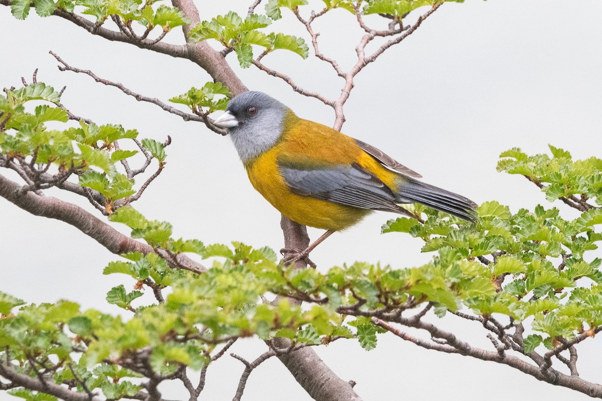 Патагонский овсяночник - ML645963937