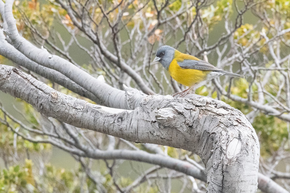 Патагонский овсяночник - ML645963938