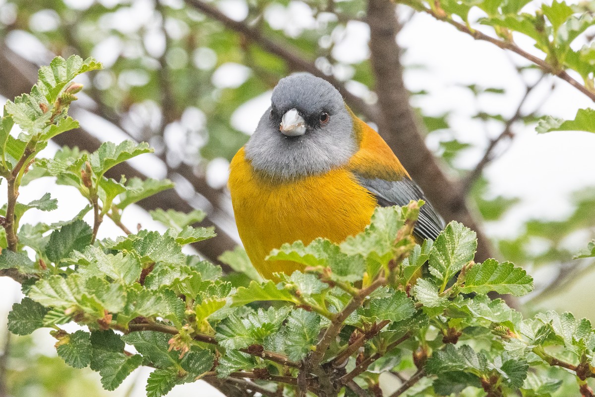 Патагонский овсяночник - ML645963939