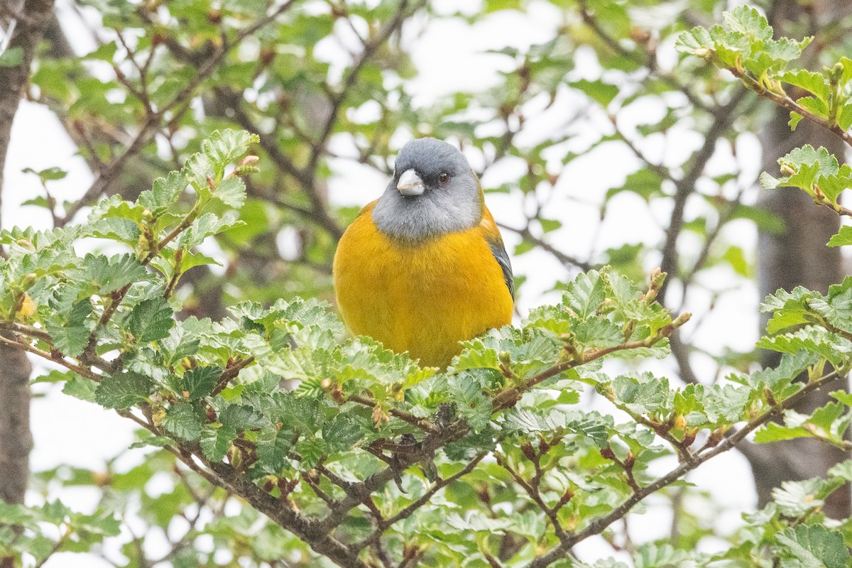 Патагонский овсяночник - ML645963940