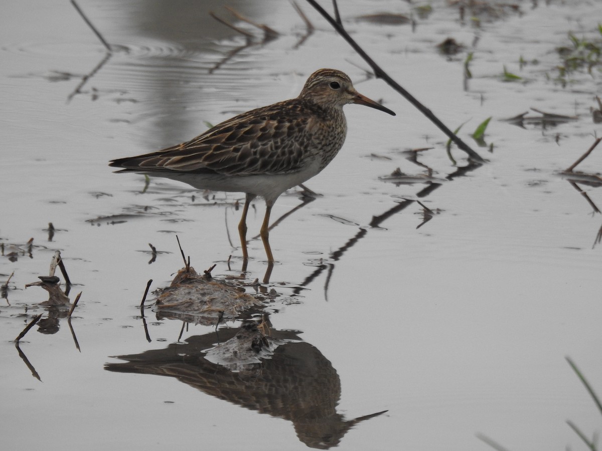 Pectoral Sandpiper - ML645963942