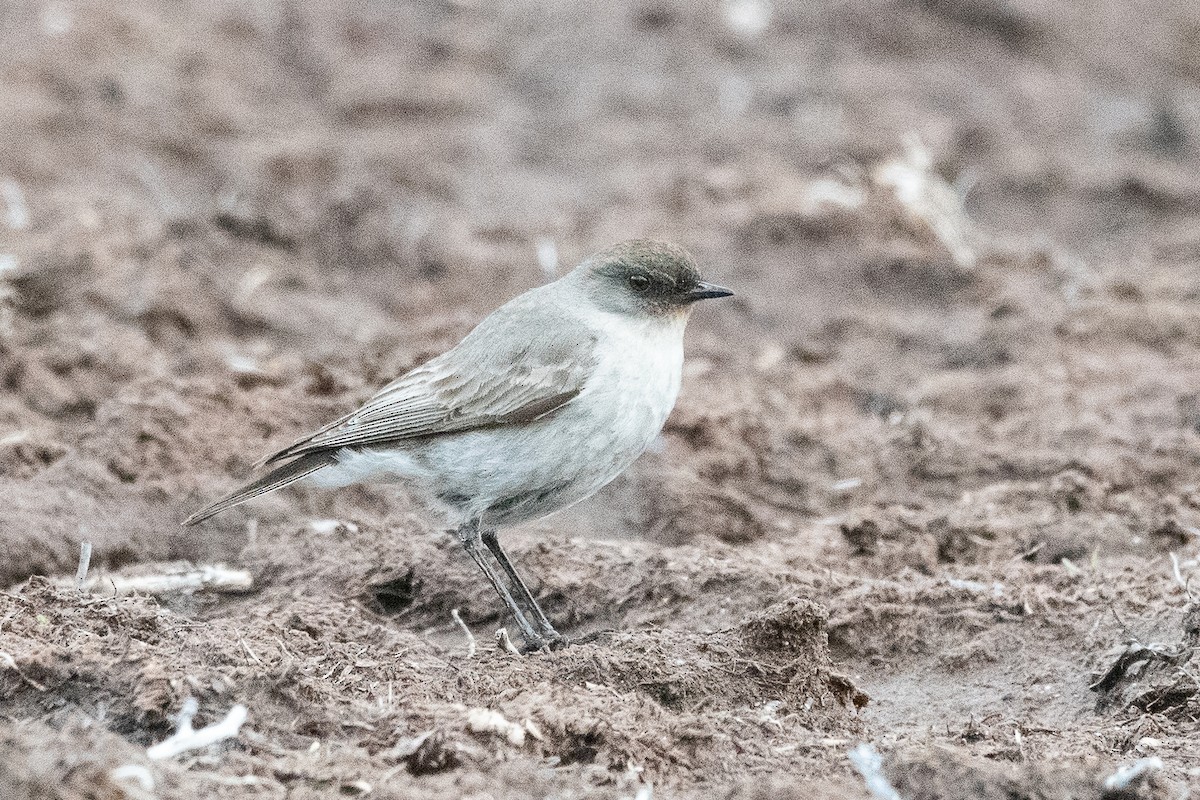 Темнолицая дормилона - ML645963947