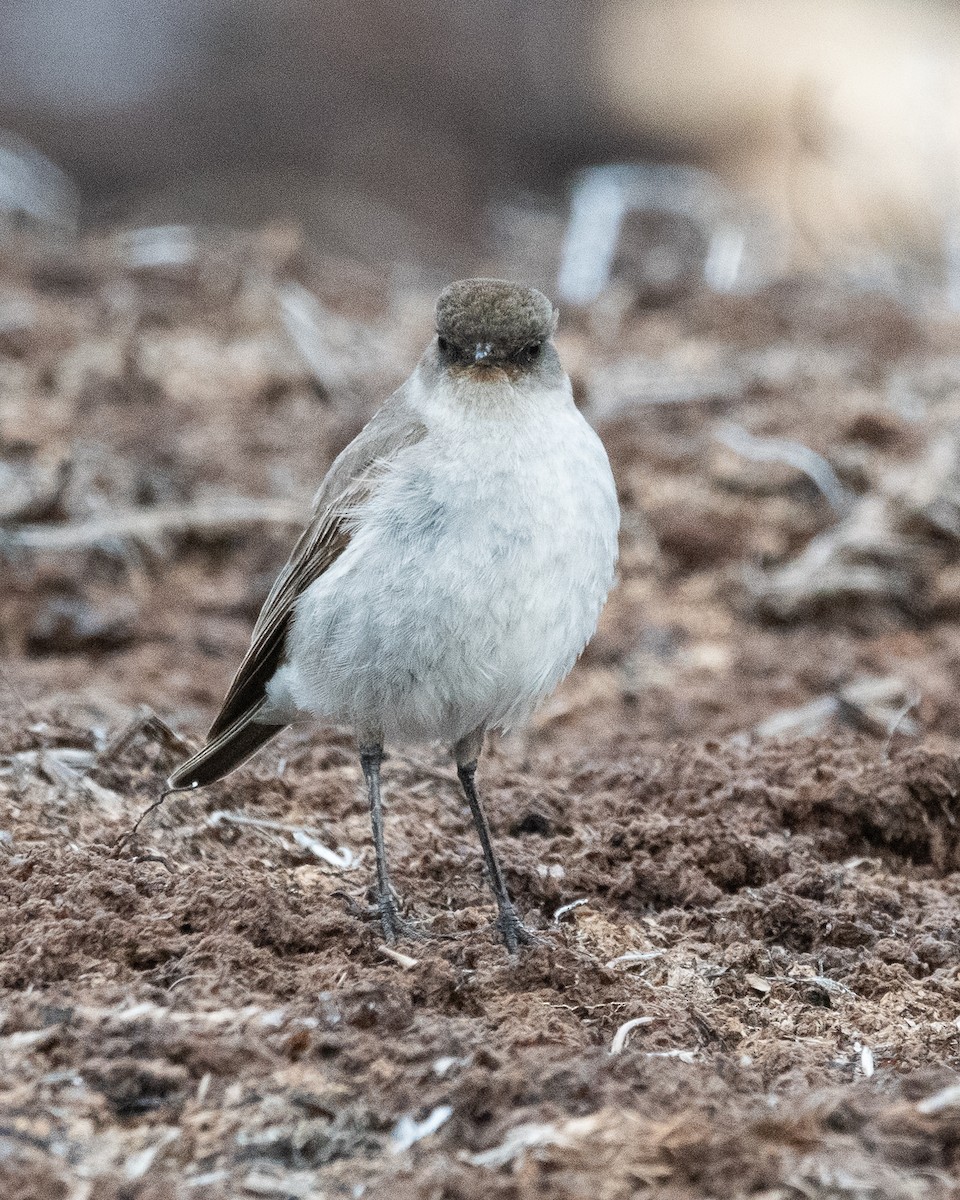 Темнолицая дормилона - ML645963948