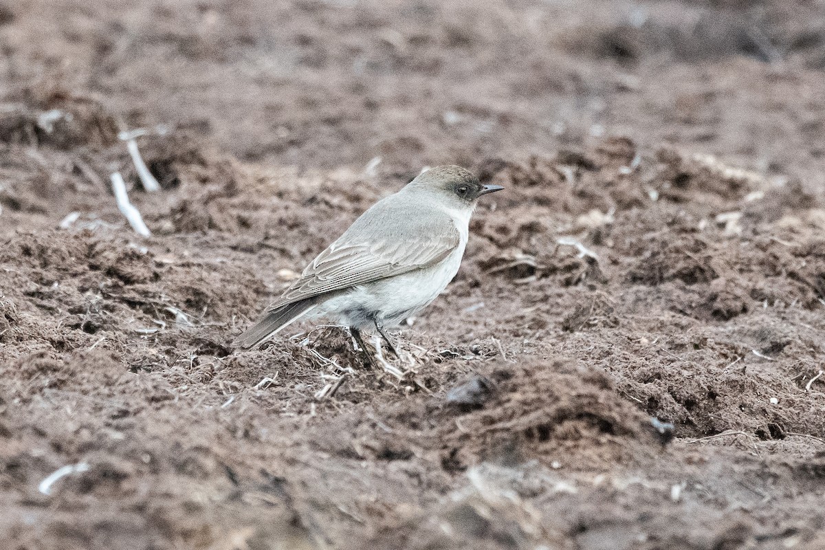 Темнолицая дормилона - ML645963949