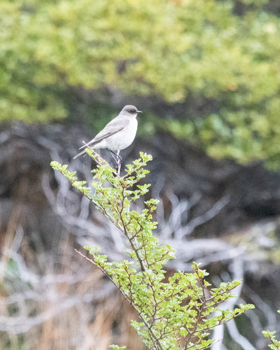 Темнолицая дормилона - ML645963950