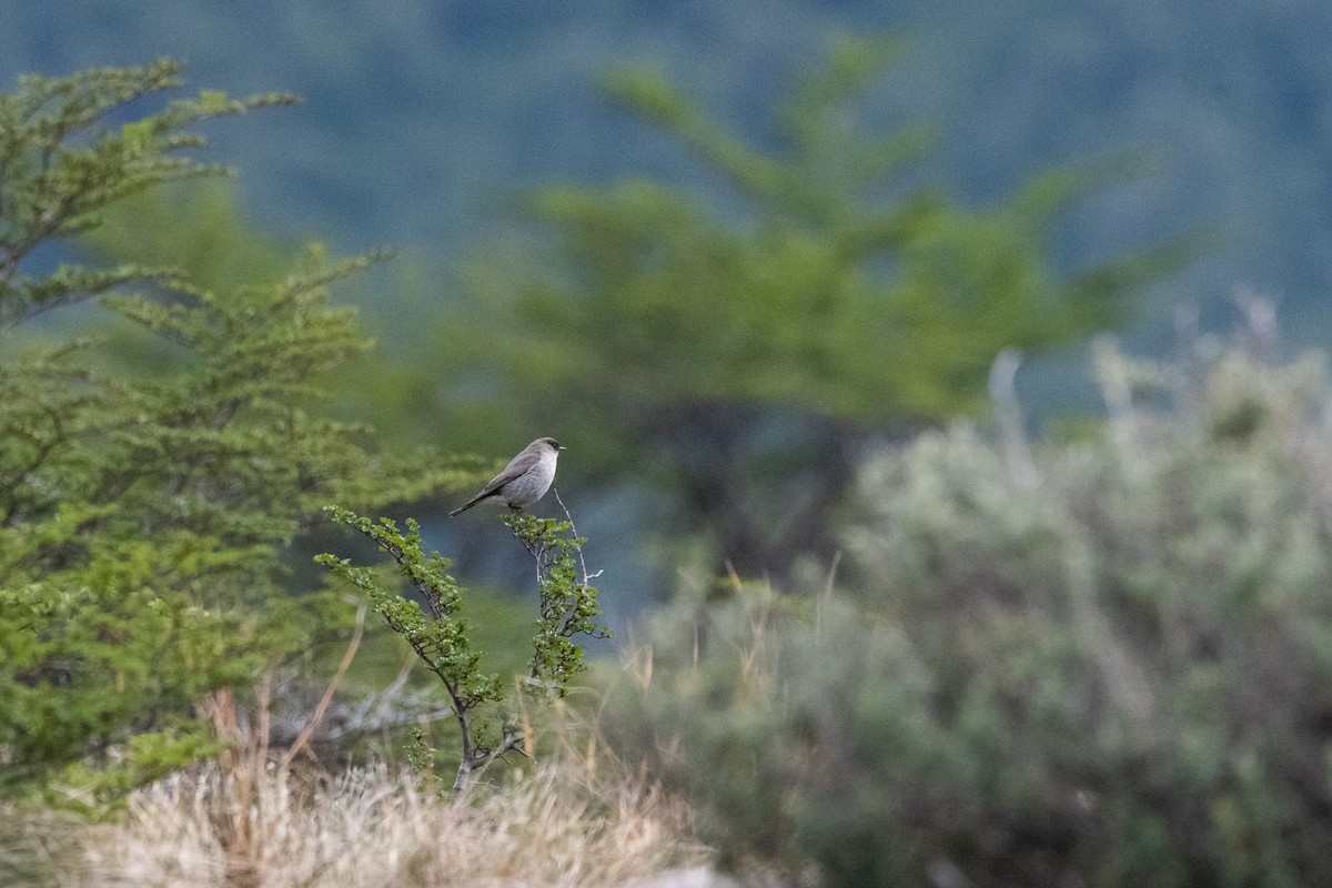 Темнолицая дормилона - ML645963951