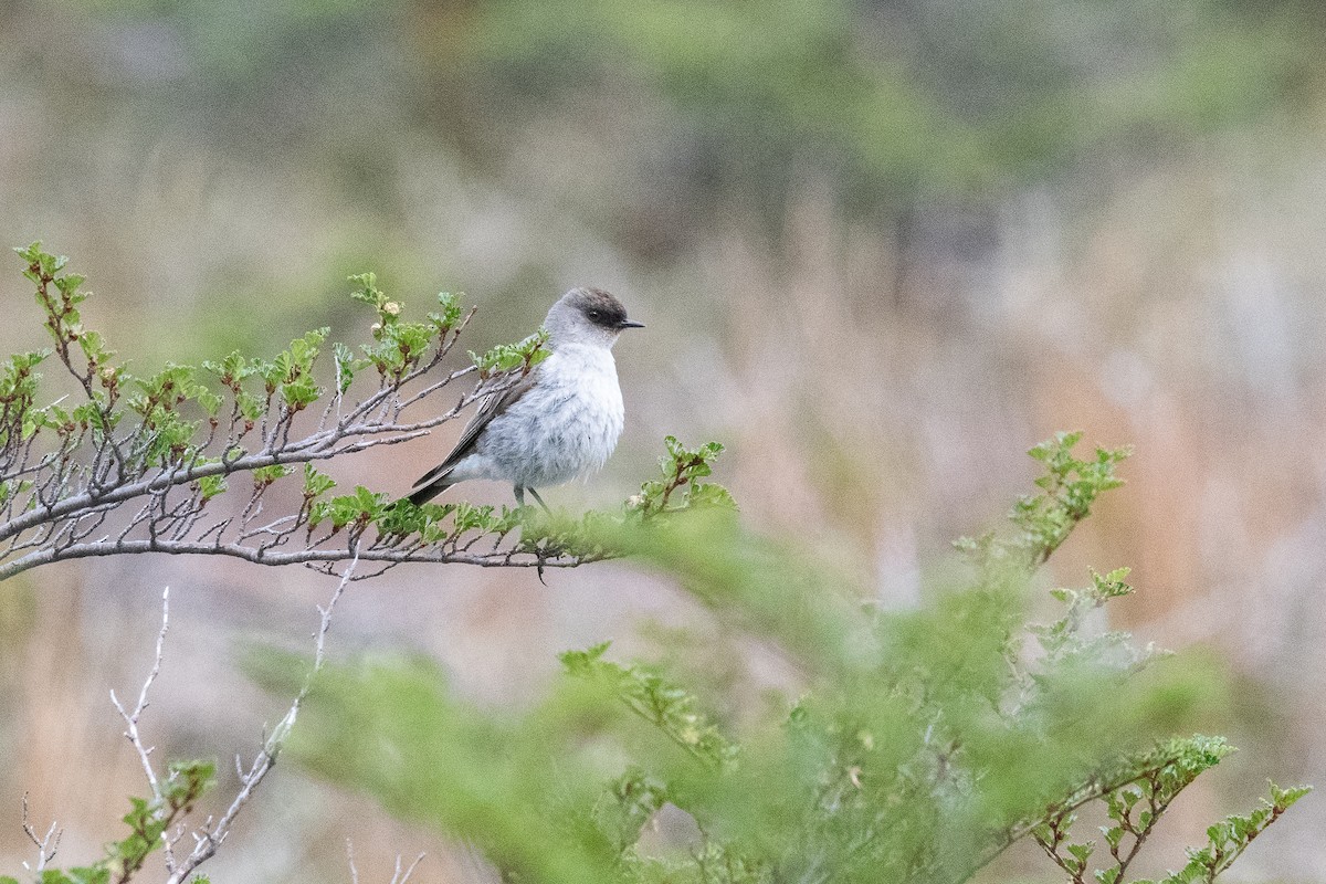 Темнолицая дормилона - ML645963952