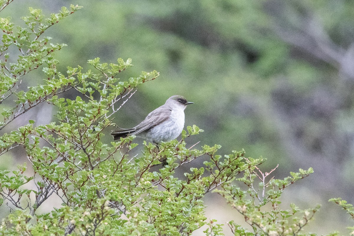 Темнолицая дормилона - ML645963953