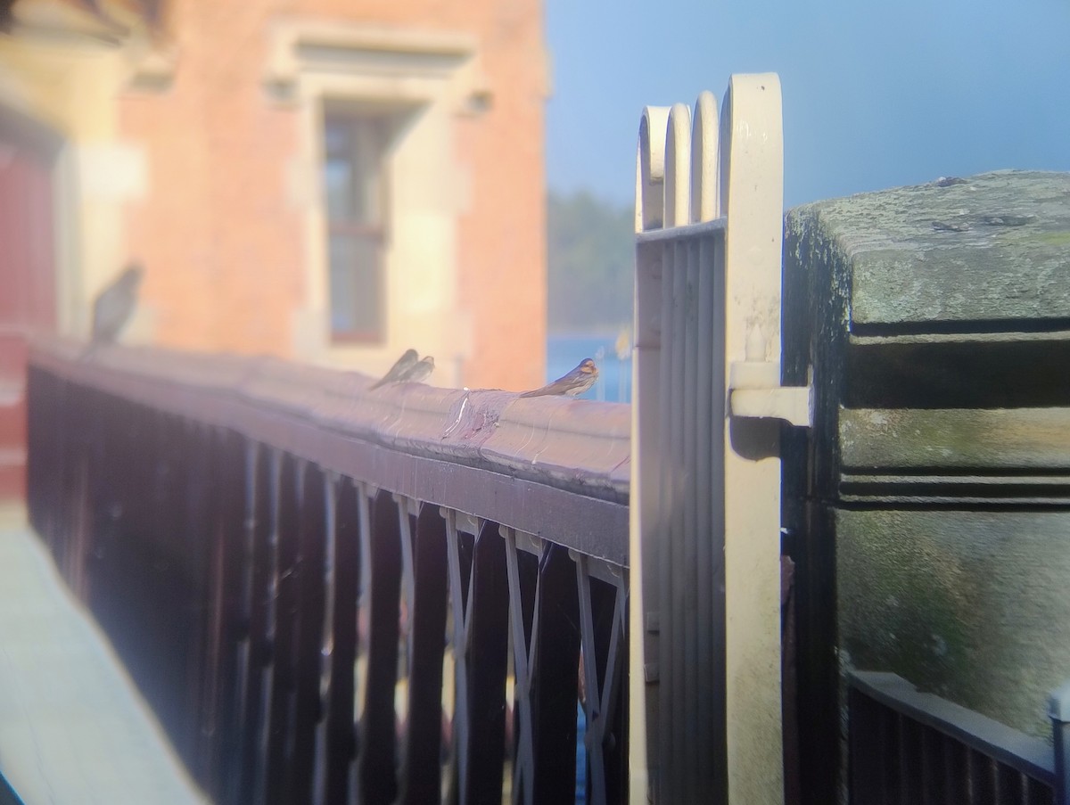 Welcome Swallow - ML645963955