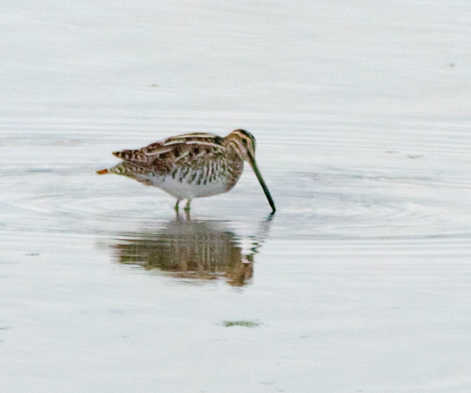 Wilson's Snipe - ML645963956