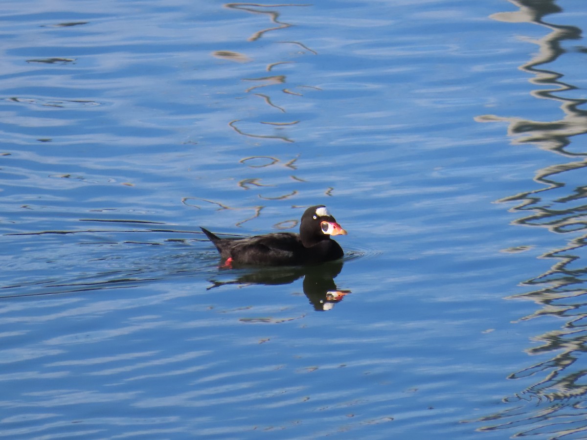 Пестроносый турпан - ML645963957