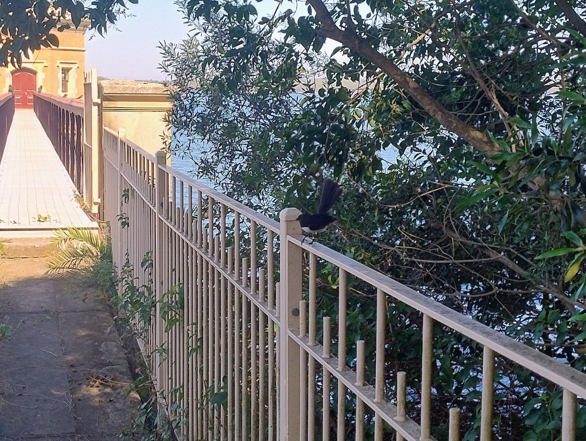 Willie-wagtail - ML645963960