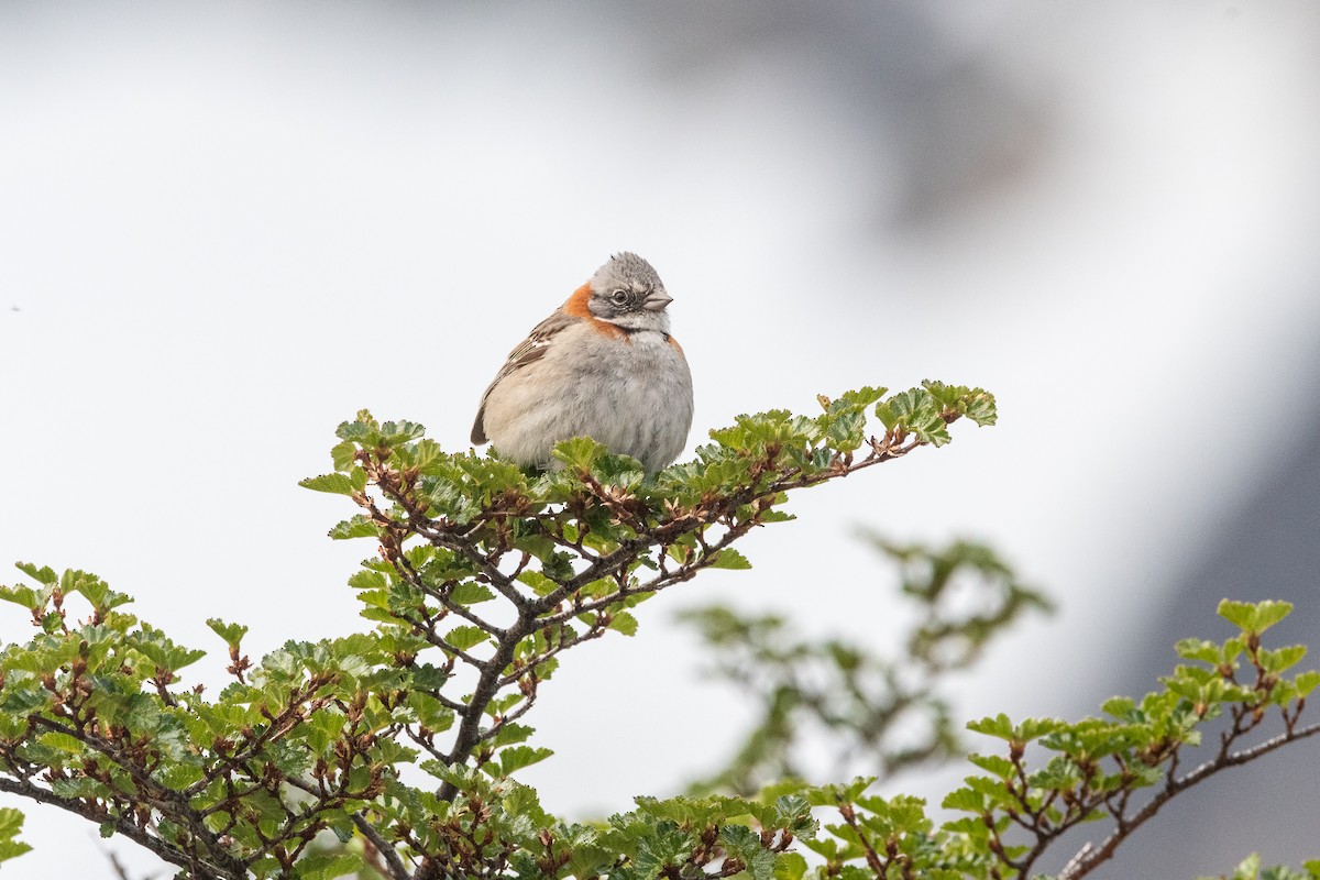 Рыжешейная зонотрихия - ML645963961