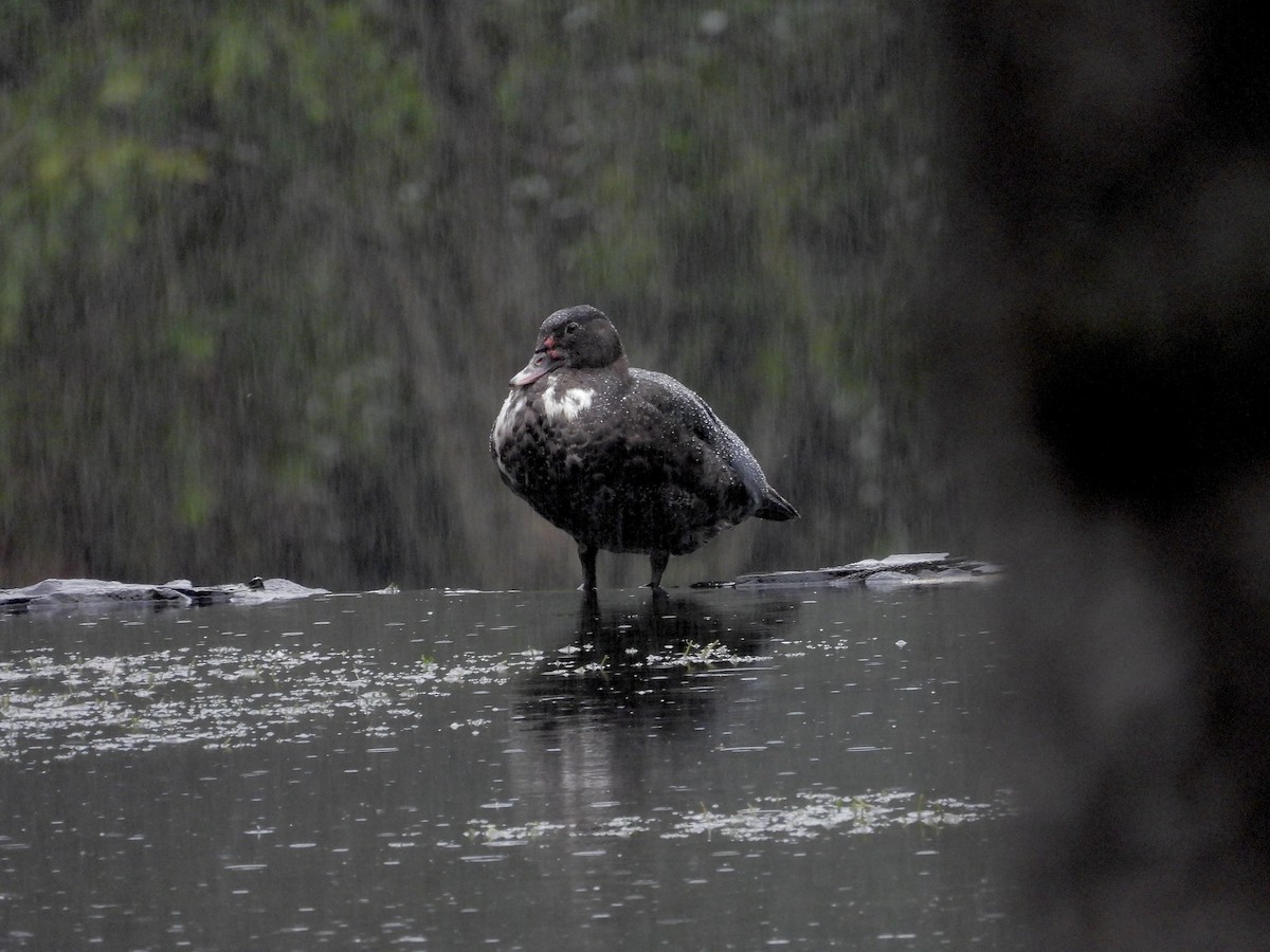 Мускусная утка (Одомашенного типа) - ML645963962